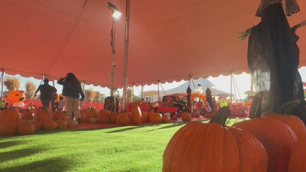Bay Area families ready to enjoy fall activities welcome weather cooldown — CBS Bay Area (KPIX), Ross Arts news