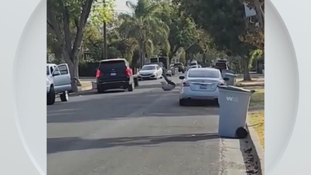 Federal immigration vehicle hits pedestrian in Woodland, police say — CBS Bay Area (KPIX), Ross Health news