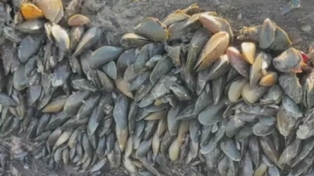 California's golden mussel invasion sparks increased concerns from Stockton-area leaders — Ross Government news