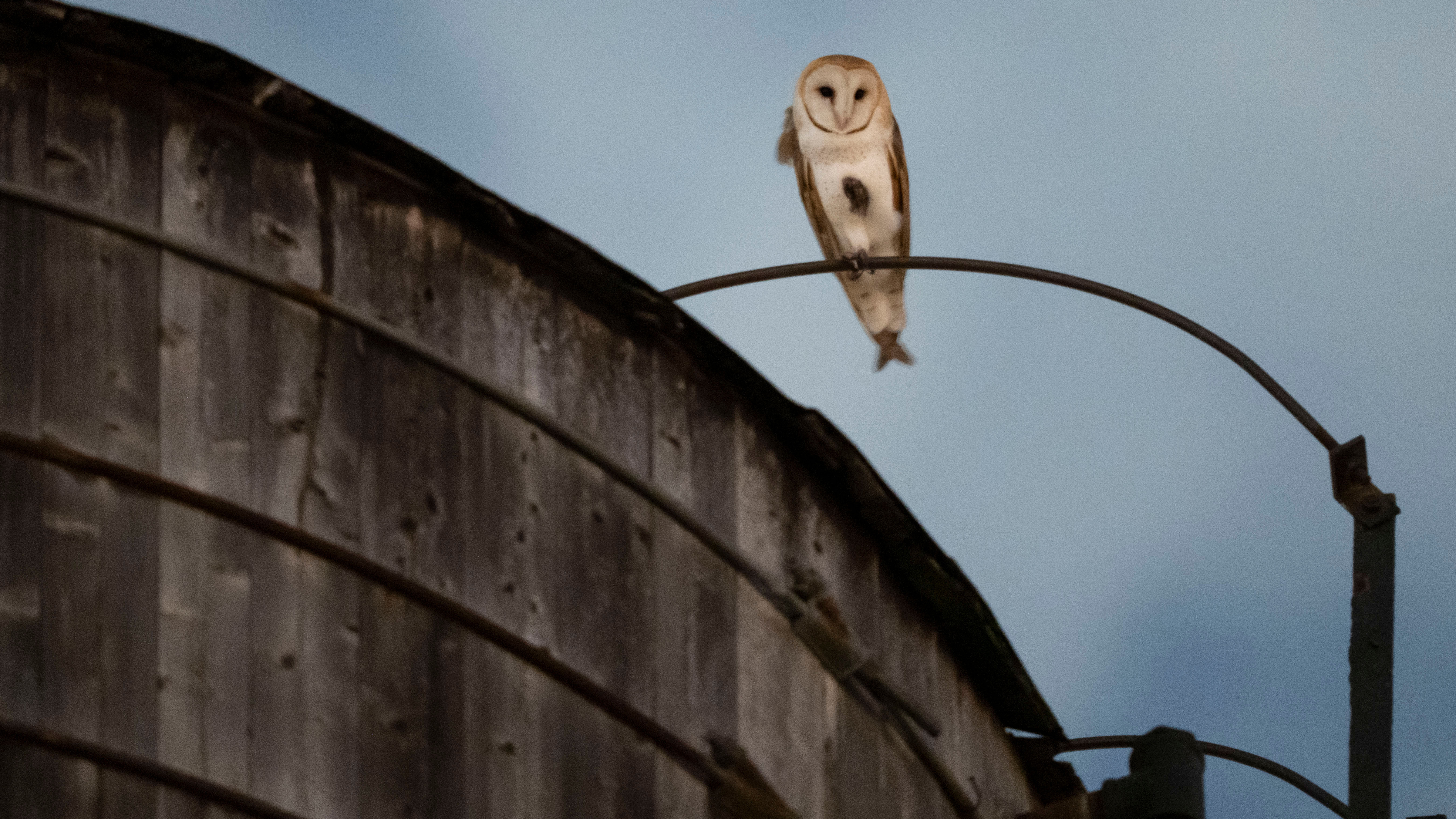 A rare family of barn owls moved into Manhattan's Upper West Side
       — ABC 7 Bay Area, Ross Business news