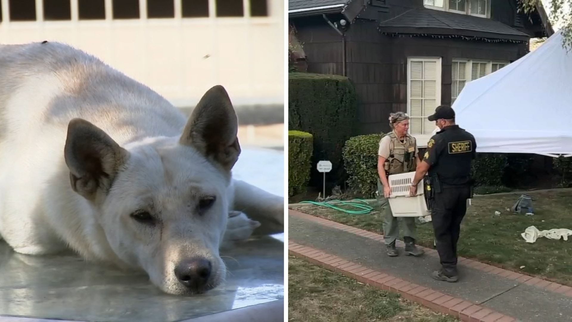44 dogs removed from Vallejo 'hoarder' home linked to convicted breeder in animal cruelty case
— ABC 7 Bay Area, Ross Real Estate news