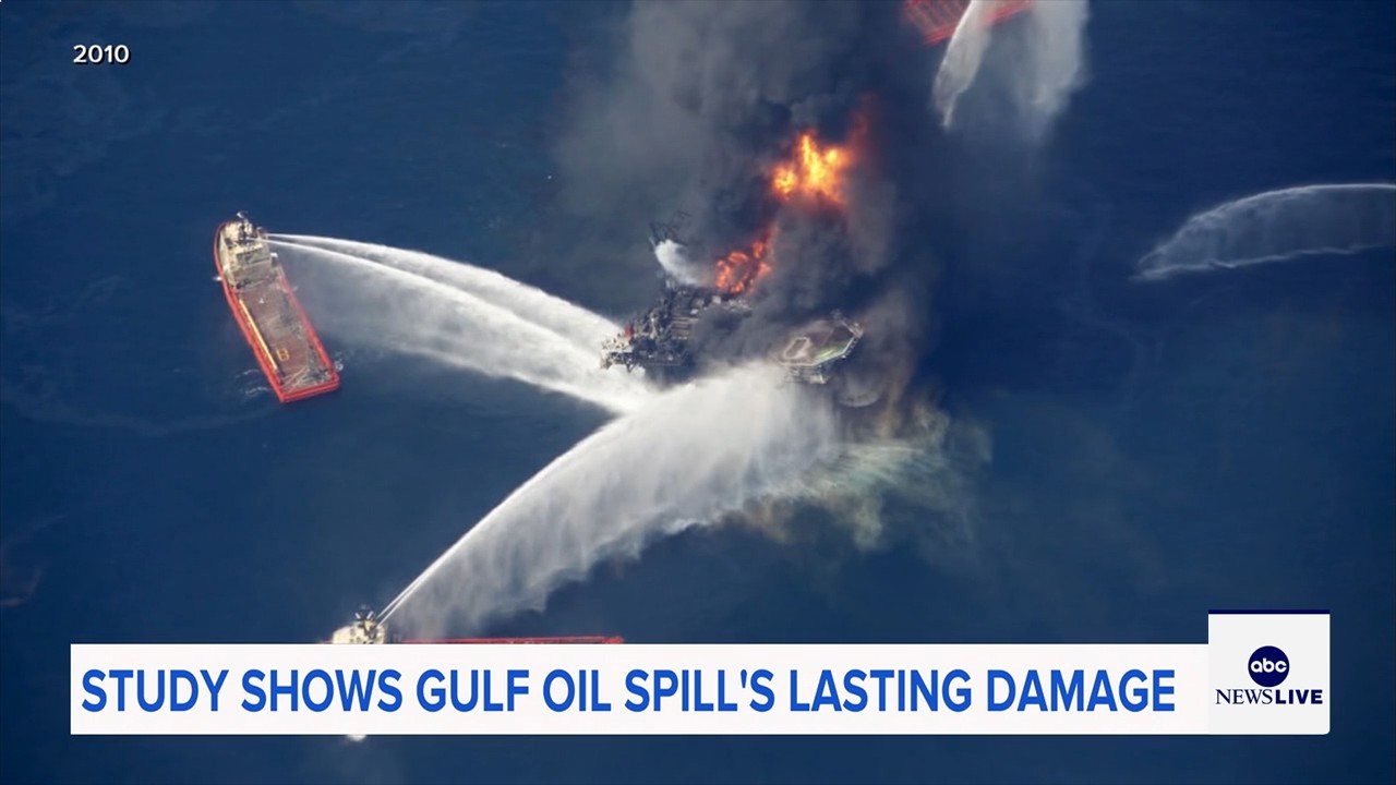 Marine life dramatically declined in Gulf of Mexico in years after BP oil spill, study finds
— ABC 7 Bay Area, Ross Community news