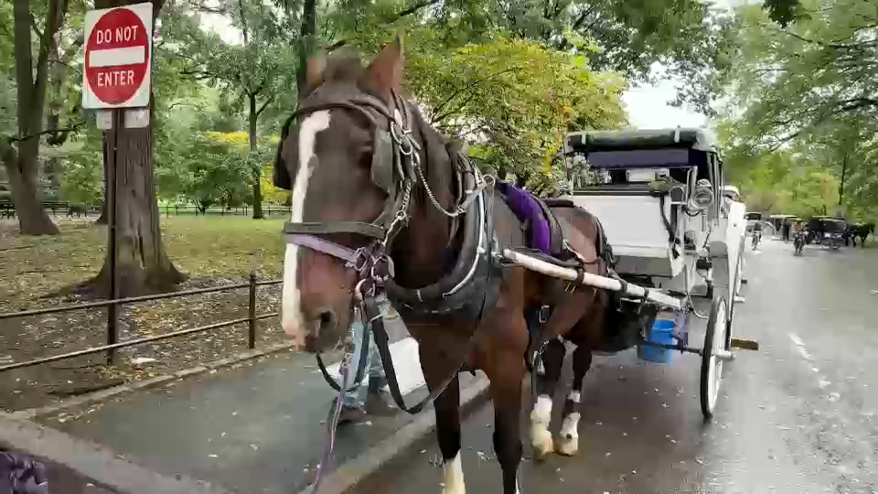 New York City Council passes law to phase out horse-drawn carriages by 2028
       — ABC 7 Bay Area