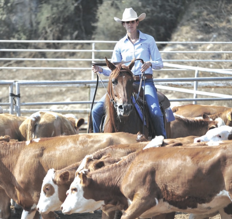 SDSU Extension offers Beef Quality Assurance training in Madison in November — KFGO, Ross Technology news