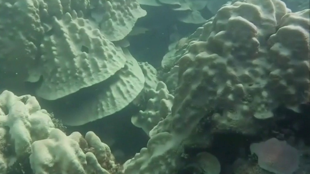 Stanford scientists discover method to help coral recover from bleaching — KTVU FOX 2 Bay Area, Ross Health news