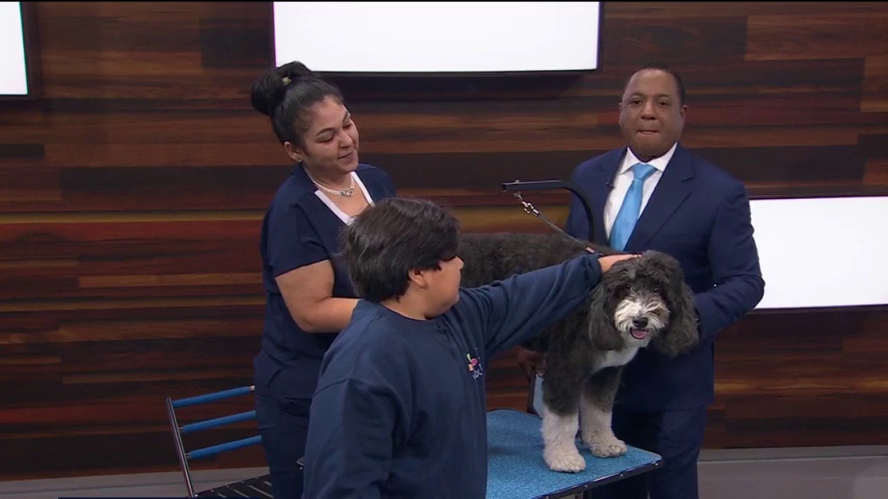 Your dog grooming questions answered — KTVU FOX 2 Bay Area, Ross Business news