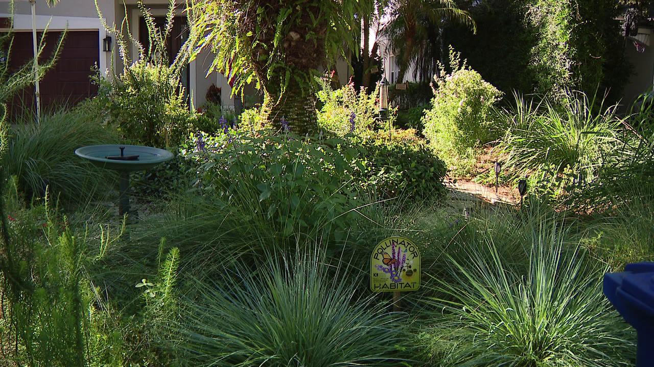 Florida city offers homeowners up to $3,000 to ditch thirsty grass — a move that slashes their water bills — KTVU FOX 2 Bay Area, Ross Community news