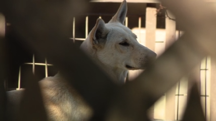 Dozens of dogs taken from Vallejo home amid animal cruelty investigation — KTVU FOX 2 Bay Area, Ross Real Estate news